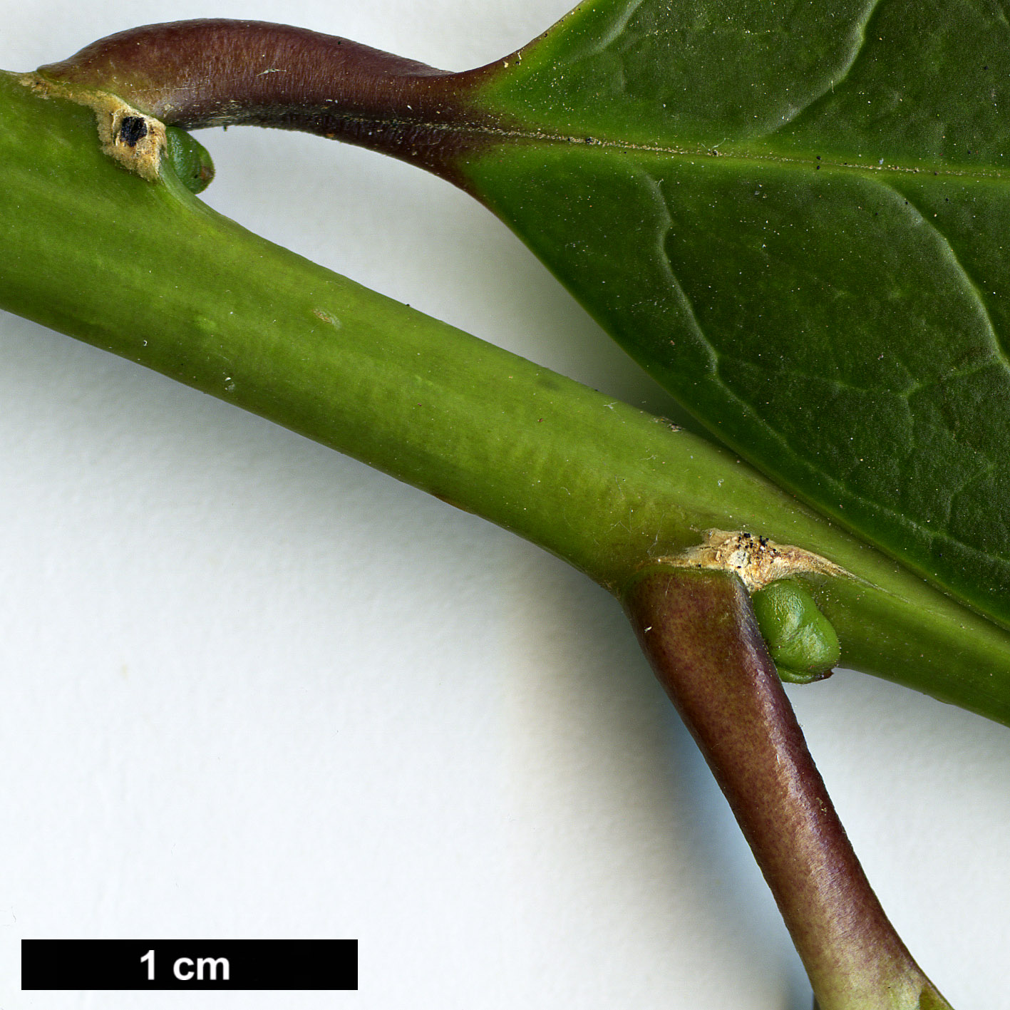 High resolution image: Family: Aquifoliaceae - Genus: Ilex - Taxon: hookeri HORT